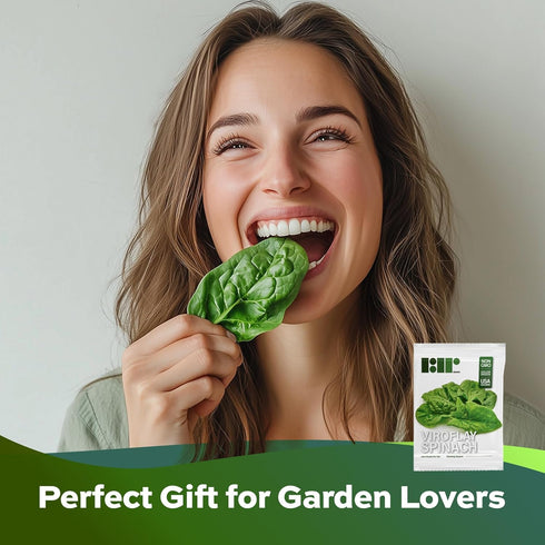500 Packaging Heirloom Viroflay Spinach Seeds for Planting - Seeds - Heirloom, Non-GMO, USA Grown, Premium Waterproof
