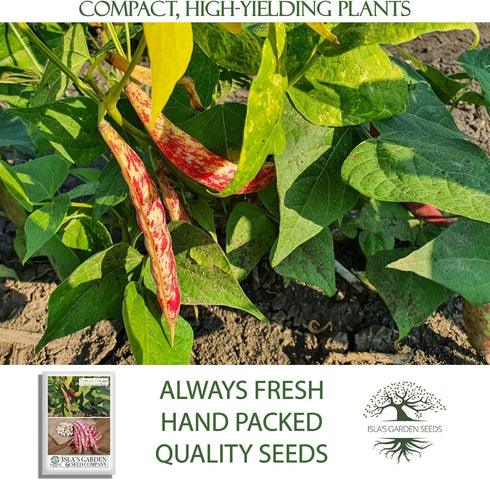 25+ 85% Taylor Dwarf Horticulture Bush Bean Seeds (Phaseolus vulgaris) Non-GMO Heirloom Cranberry Bean Seeds