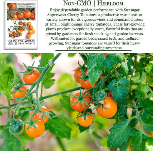 20+ Sunsugar Supersweet Cherry Tomato Seeds (Lycopersicon lycopersicum) Heirloom Non-GMO Seeds by Islas Garden Seeds