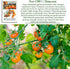 20+ Sunsugar Supersweet Cherry Tomato Seeds (Lycopersicon lycopersicum) Heirloom Non-GMO Seeds by Islas Garden Seeds