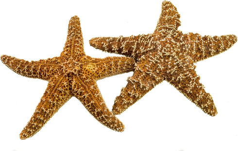 Nautical Crush Trading Real Starfish - 2 Large Brown Sugar Starfish (7-8in) for Crafts and Decorations