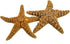 Nautical Crush Trading Real Starfish - 2 Large Brown Sugar Starfish (7-8in) for Crafts and Decorations