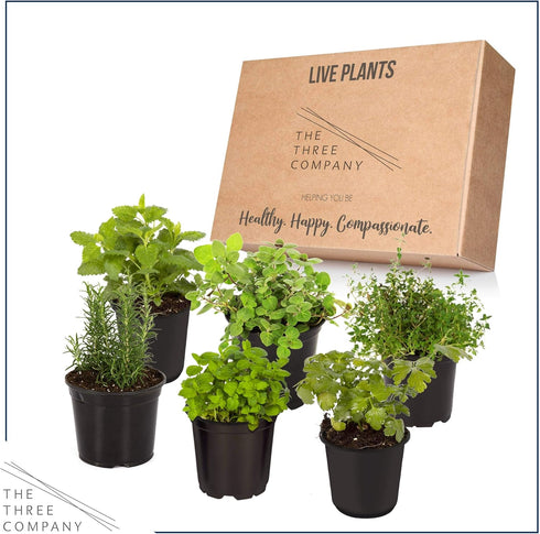 6 Pack Live Aromatic and Edible Herb Assortment (Rosemary, Eucalyptus, Mint, Lemon Balm, Other Assorted Herbs), Plants