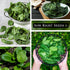 1 2400 Pack Sow Right Seeds - Bulk Bloomsdale Spinach Seeds for Planting - Ounce, Seeds - Non-GMO Heirloom Jumbo