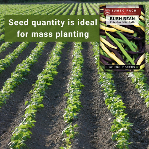 2 170 Pack (1) Sow Right Seeds - Bulk Mixed Tricolor Bean Seeds for Planting - Ounce, Seeds - Non-GMO Heirloom Jumbo