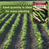2 170 Pack (1) Sow Right Seeds - Bulk Mixed Tricolor Bean Seeds for Planting - Ounce, Seeds - Non-GMO Heirloom Jumbo