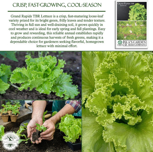 1000+ Grand Rapids TBR Lettuce Seeds (Lactuca Sativa) Non-GMO & Heirloom Seeds by Isla's Garden Seeds, Fast-Growing