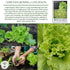 1000+ Grand Rapids TBR Lettuce Seeds (Lactuca Sativa) Non-GMO & Heirloom Seeds by Isla's Garden Seeds, Fast-Growing