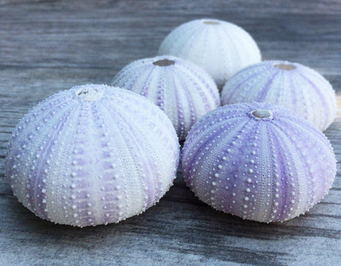Nautical Crush Trading Sea Urchins Shells for Air Plants, 5 Purple (1.5-2.5") Hanging Holders, No Plants Included