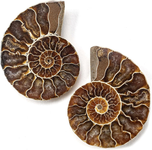 KALIFANO Extinct Natural Polished Ammonite Shell Pair, Fossil Stone from Madagascar