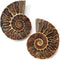 KALIFANO Extinct Natural Polished Ammonite Shell Pair, Fossil Stone from Madagascar