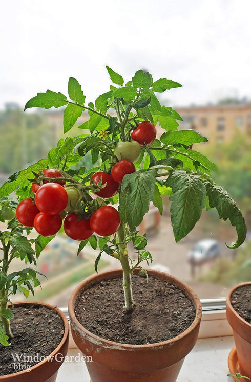 20 Dwarf Bush Cherry Tomatoes Seeds for Planting About Seeds Indoor Tomato