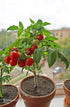 20 Dwarf Bush Cherry Tomatoes Seeds for Planting About Seeds Indoor Tomato