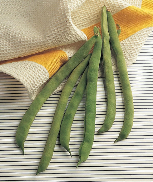 2 Burpee 'Kentucky Wonder' Pole Bean Seeds, ounces of Non-GMO Seed, Heirloom