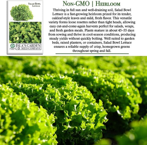 1000+ Salad Bowl Lettuce Seeds (Lactuca Sativa) Non-GMO Heirloom Seeds by Islas Garden Seeds, Tender Oakleaf Variety