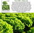 1000+ Salad Bowl Lettuce Seeds (Lactuca Sativa) Non-GMO Heirloom Seeds by Islas Garden Seeds, Tender Oakleaf Variety