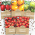 Organic Cherry Tomato Seeds Variety Pack - 5 Individual Packs - 2026
