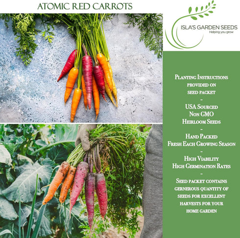 250+ Atomic Red Carrot Seeds (Daucus carota) Non-GMO Heirloom Seeds, Vibrant Red Roots Rich in Lycopene, by Islas