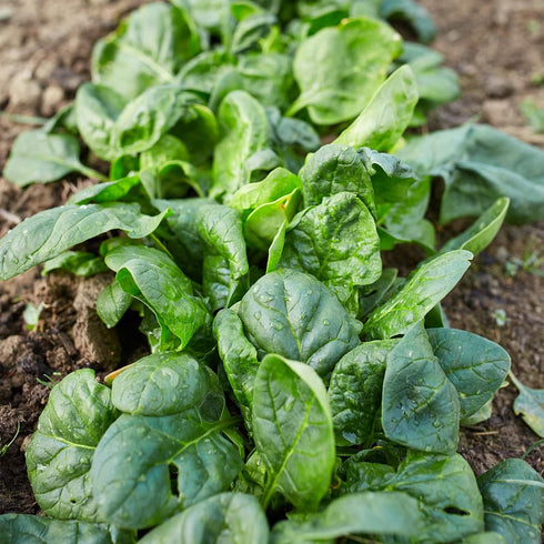 (3.0g) F-1 91% Pack 2 Gaea's Blessing Seeds - Spinach Seeds - with Easy to Follow Instructions Avon Hybrid Non-GMO Open
