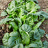 (3.0g) F-1 91% Pack 2 Gaea's Blessing Seeds - Spinach Seeds - with Easy to Follow Instructions Avon Hybrid Non-GMO Open