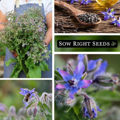(1) Sow Right Seeds - Borage Seed to Plant - Non-GMO Heirloom Seeds - Full Instructions for Easy Planting and Growing a