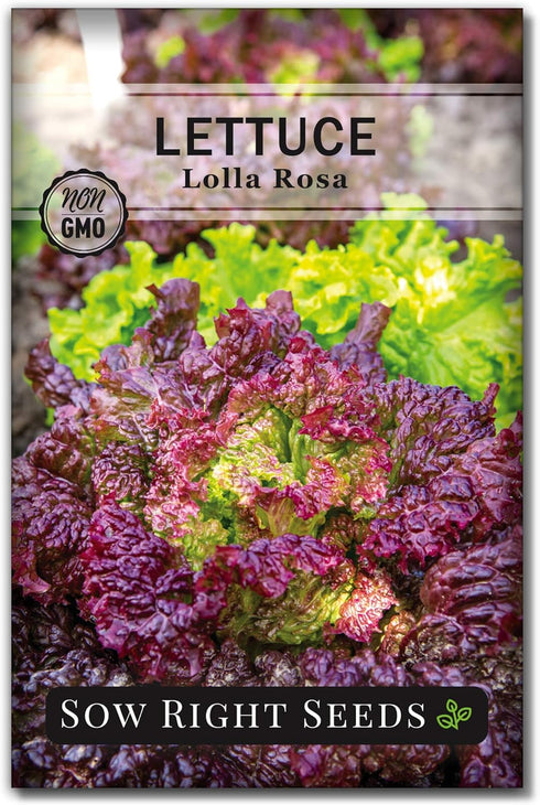 Sow Right Seeds - Lolla Rosa Lettuce Seed for Planting - Non-GMO