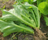 Generic 2000 99% Organic Mustard Green Seeds - Ci B Xanh - Leaf Mustard, GAI Choy - Non-GMO, Heirloom, Made in USA