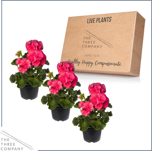 (3 Pack) 12" 5" 1 Live Flowering Zonal Geraniums - Salmon Plants Per - Beautiful Spring Flowers - Tall by Wide in Qt