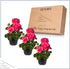 (3 Pack) 12" 5" 1 Live Flowering Zonal Geraniums - Salmon Plants Per - Beautiful Spring Flowers - Tall by Wide in Qt