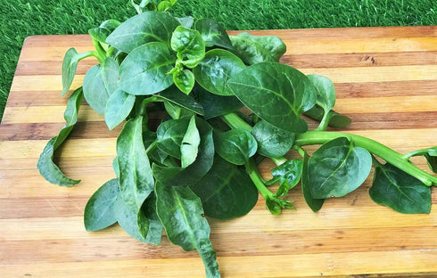 50+ Count 2026 TomorrowSeeds - Giant Malabar Spinach Seeds - - for Planting USA Garden Green Vegetable Plant Leaf Kale