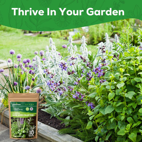 10 Pack 7,000+ Herb Seeds Variety - Heirloom Non-GMO Seeds - Basil, Cilantro, Lavender, Parsley, Dill, Thyme, Chives