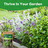 10 Pack 7,000+ Herb Seeds Variety - Heirloom Non-GMO Seeds - Basil, Cilantro, Lavender, Parsley, Dill, Thyme, Chives