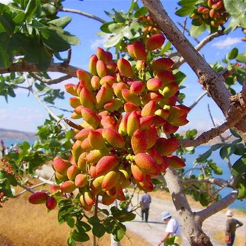 seedsforbr Pistachios Tree 5 Pcs Seeds for Home Garden
