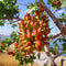 seedsforbr Pistachios Tree 5 Pcs Seeds for Home Garden