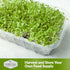(5 Packs) Lettuce Microgreen Seeds for Planting - Non-GMO Heirloom Lettuce Seeds to Grow Crisp, Tender Microgreens