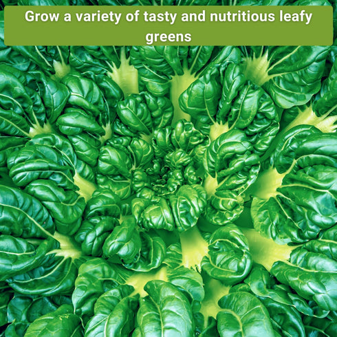 Sow Right Seeds - Large Greens Seed Collection for Planting - Spinach, Arugula, Kale, Lettuce, Tat SOI, Pak Choi