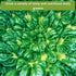 Sow Right Seeds - Large Greens Seed Collection for Planting - Spinach, Arugula, Kale, Lettuce, Tat SOI, Pak Choi