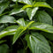 KVITER 3000 Molokhia Egyptian Spinach Seeds (Corchorus Olitorius) - a.k.a Jute Leaves