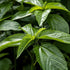 KVITER 3000 Molokhia Egyptian Spinach Seeds (Corchorus Olitorius) - a.k.a Jute Leaves