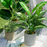 16" Small Artificial Tropical Fake Plants for Indoor Office Desk, Shelf, Bathroom Home Decor
