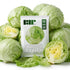 500 Iceberg Lettuce Seeds for planting - Heirloom Non-GMO USA Grown Premium