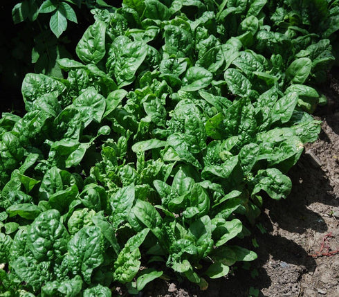 Generic 1200 14+ Giant Noble Spinach Seeds for Planting Heirloom Non GMO Grams of Seeds Garden Vegetable Nobel Bulk