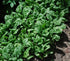 Generic 1200 14+ Giant Noble Spinach Seeds for Planting Heirloom Non GMO Grams of Seeds Garden Vegetable Nobel Bulk