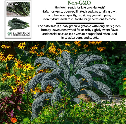 500+ Lacinato Kale Seeds (Brassica oleracea var. palmifolia) Heirloom Non-GMO Seeds by Islas Garden Seeds, Dark