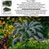 500+ Lacinato Kale Seeds (Brassica oleracea var. palmifolia) Heirloom Non-GMO Seeds by Islas Garden Seeds, Dark