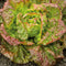 Eden Brothers Lettuce Seeds - Marvel of Four Seasons Non-GMO Seeds for
