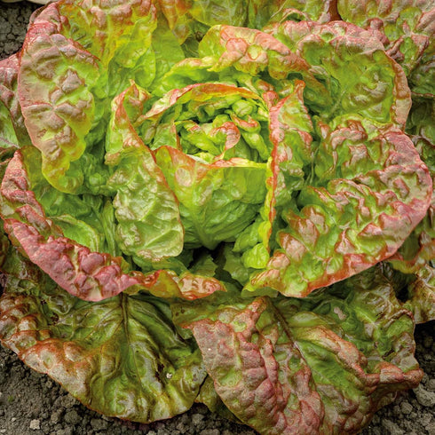 Eden Brothers Lettuce Seeds - Marvel of Four Seasons Non-GMO Seeds for