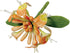 PME Honeysuckle Cutters, Set of 3, White, 5 x 5 x 5 cm