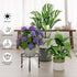 NQW 5 Pack Plant Stand Metal Flower Pot Stand Holders Indoor Tall Plant Rack Plant Round Black Plant Shelf For Living
