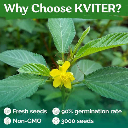 3000 KVITER Molokhia Egyptian Spinach Seeds (Corchorus Olitorius) - a.k.a Jute Leaves Seeds, Ewedu, Rau Day, Saluyot